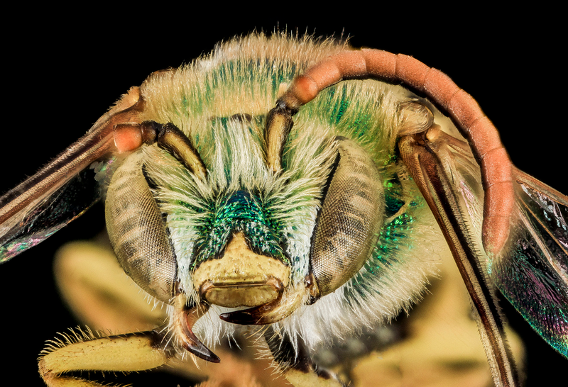 Illustration for article titled Close-Up Bee Portraits Are A Glimpse Into A Gorgeously Weird World